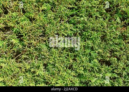 Close up of trimmed Yew hedge plant Stock Photo