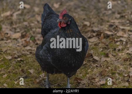 A view of a black hen standing outside on the ground covered with crunchy autumn leaves Stock Photo