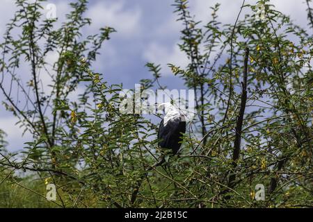African Fish Eagle sitting in the trees at Lake Hago, Akagera National Park, East Rwanda, Africa Stock Photo