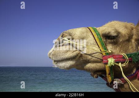 Female Camel portrait profile photo taken at a beach in Dubai, United Arab Emirates. Stock Photo
