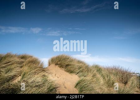 Evening light over a footpath through Marram Grass Ammophila arenaria growing on the fragile delicate sand dune system at Crantock Beach in Newquay in Stock Photo