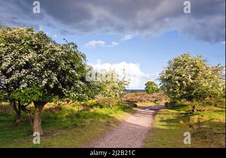 Heart of England Way footpath May blossom on Hawthorn trees Cannock Chase Country Park AONB (area of outstanding natural beauty) in Staffordshire Engl Stock Photo