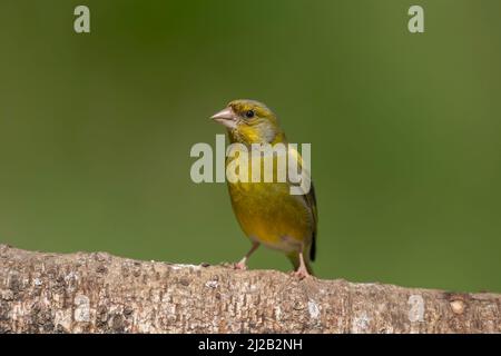 Greenfinch perched on a tree trunk close up in the summer Stock Photo