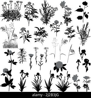 Silhouettes of flowers and plants: anemone, aster, clover, iris, kerria, peony, phlox and meadow plants Stock Vector
