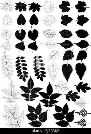 Collection of foliage in silhouette and blackwhite image: maple, poplar, walnut, linden, elm, acacia, grape, currant, aster, ipomoea, nettle, ambrosia Stock Vector