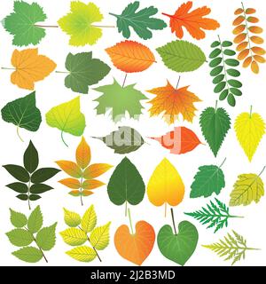 Collection of foliage in colour image: maple, poplar, walnut, linden, elm, acacia, grape, currant, aster, ipomoea, nettle, ambrosia Stock Vector