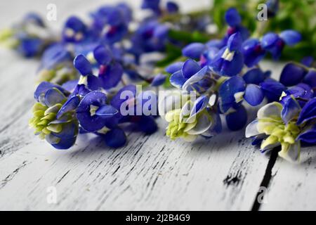 Bluebonnets on a white wood background with copy space Stock Photo