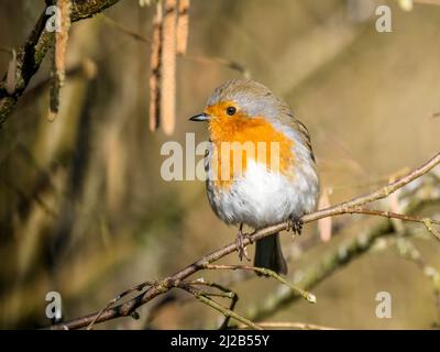 Robin foraging in early spring in mid Wales Stock Photo