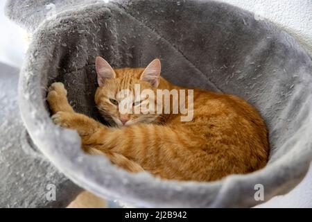 Orange katze hi-res stock photography and images - Alamy