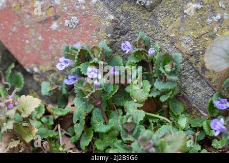 Gewöhnlicher Gundermann, Gundermann, Efeublättriger Gundermann, Echt-Gundelrebe, Gundelrebe, Glechoma hederacea, Alehoof, Ground Ivy, ground-ivy, gill Stock Photo