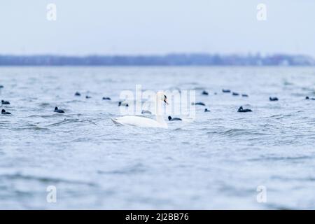 White mute swan on blue water with small waves. Stock Photo