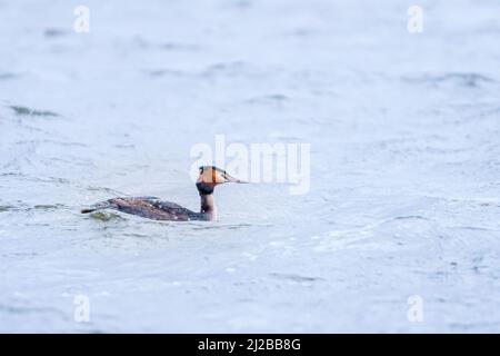 Great Crested Grebe, Podiceps cristatus with beautiful orange colors, a water bird with red eyes. It is the largest member of the grebe family found i Stock Photo