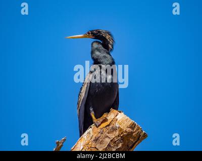 Anhinga bird sitting on top of a dead tree against a blue sky in southwest Florida USA Stock Photo