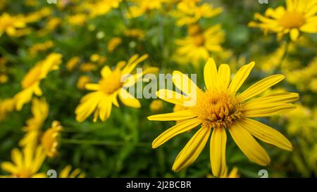 Close up of Yellow Daisies in a garden Stock Photo