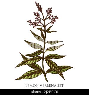 Tea herbs hand drawn vector illustrations collection. Colored lemon verbena. Stock Vector