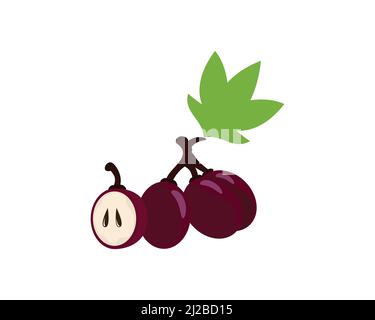 Purple Grapes Illustration and Wine Grapes Vector Stock Vector