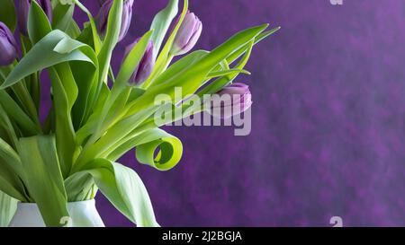 Purple tulips in a white vase on a dark purple background with copy space Stock Photo