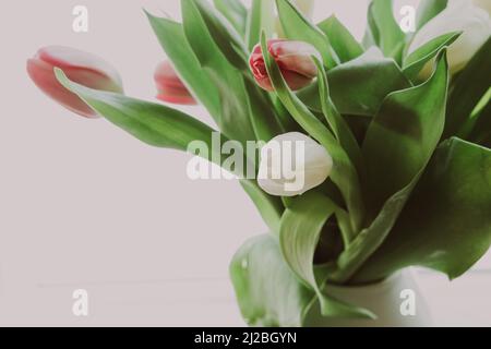 Pink and white tulips on a white background with copy space Stock Photo