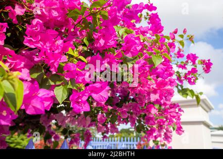 lesser bougainvillea with pink blossoms in a garden in Willemstad, Curacao Stock Photo