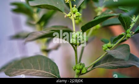 Immunity booster plant, Withania somnifera, known commonly as ashwagandha Its roots and orange-red fruit have been used for hundreds of years for medi Stock Photo