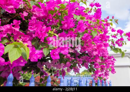 lesser bougainvillea with pink blossoms in a garden in Willemstad, Curacao Stock Photo