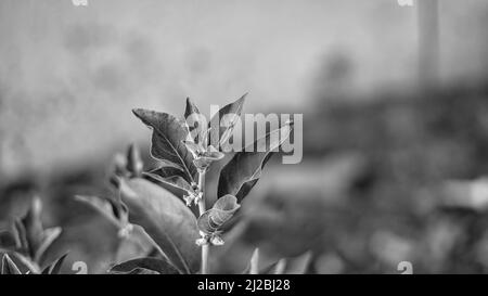Black and white shot, Immunity booster plant, Withania somnifera, known commonly as ashwagandha Its roots and orange-red fruit have been used for hund Stock Photo