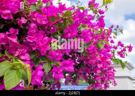 lesser bougainvillea with pink blossoms in a garden in Willemstad, Curacao Stock Photo