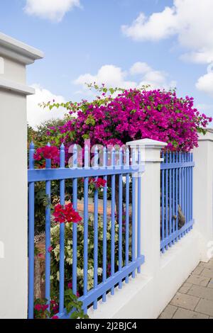 lesser bougainvillea with pink blossoms in a garden in Willemstad, Curacao Stock Photo