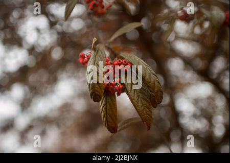 A close-up shot of red willow-leaved cotoneaster berries on a blurred background Stock Photo