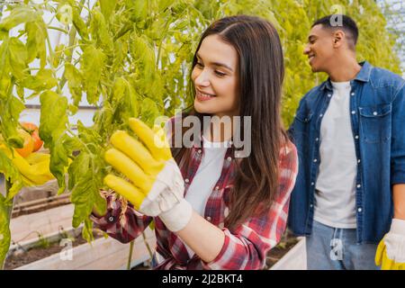 Positive farmer in gloves checking plants near african american colleague in greenhouse Stock Photo