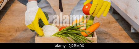 Cropped view of farmer in gloves holding organic vegetables in box in greenhouse, banner Stock Photo