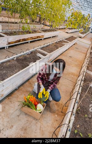 Farmer in medical mask and gloves holding broccoli near box with vegetables in greenhouse Stock Photo