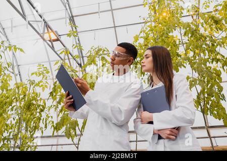 Low angle view of multiethnic botanists in white coats looking at clipboard in greenhouse Stock Photo