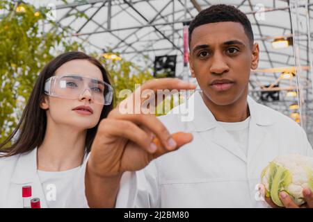 Multiethnic botanists holding syringe and cauliflower in greenhouse Stock Photo