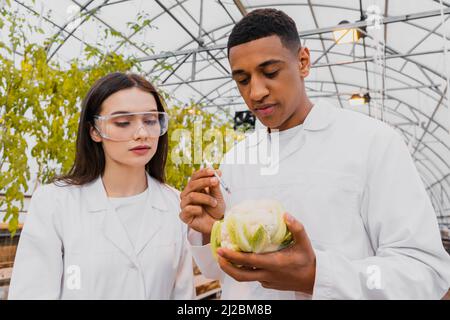 African american botanist holding syringe and cauliflower near colleague in greenhouse Stock Photo