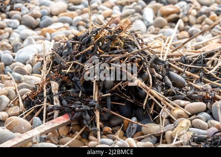 Small pile of light rubbish including dried seaweed on a pebble beach Stock Photo