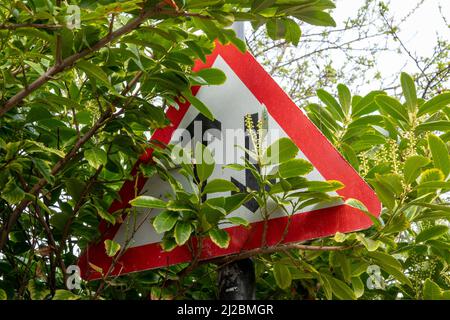 A warning triangle mounted on a roadside post indicating two way traffic completely covered by undergrowth Stock Photo