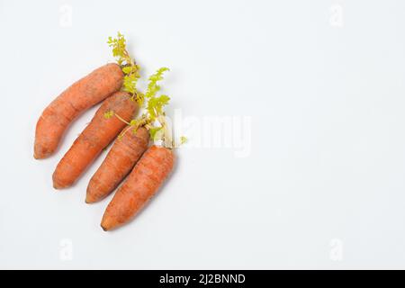 Sprouted carrots due to improper storage conditions. Isolate on a white background with space for text Stock Photo