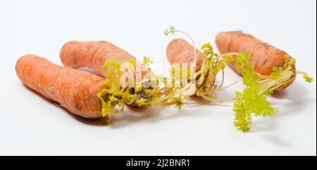 Sprouted carrots due to improper storage conditions. Isolate on a white background. Stock Photo