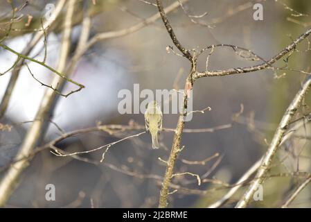 Close-Up Image of Back Detail of a Common Chiffchaff (Phylloscopus collybita) Warbler with Head Turned Slight to Right on a Sunny Day in Mid-Wales, UK Stock Photo