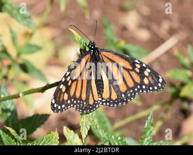 Monarch butterfly Danaus plexippus sitting on milkweed plant Stock Photo
