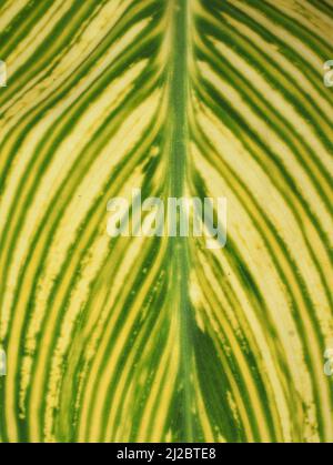 Closeup on white and green variegated Canna leaf foliage Stock Photo
