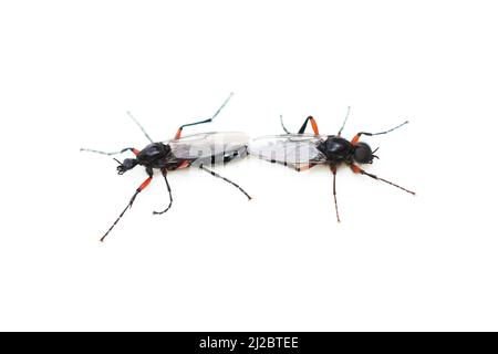 Red-thighed St Mark's fly Bibio pomonae mating isolated on white background