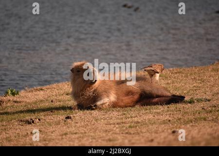 Animal Da Silhueta Do Preto Do Mamífero Do Roedor Do Capybara Ilustração do  Vetor - Ilustração de selvagem, imagem: 92230307