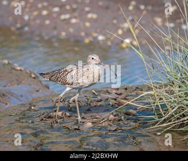 A Curlew on the mud close to the waters edge of one of the lagoons at RSPB Titchwell on the north Norfolk coast at RSPB Titchwell Stock Photo