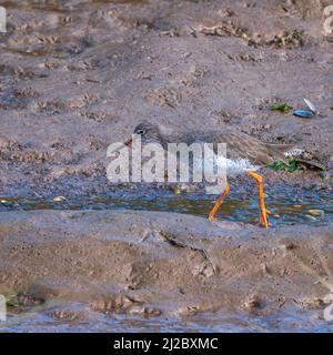 A Redshank on the waters edge of one of the lagoons at RSPB Titchwell on the north Norfolk coast, England, UK Stock Photo