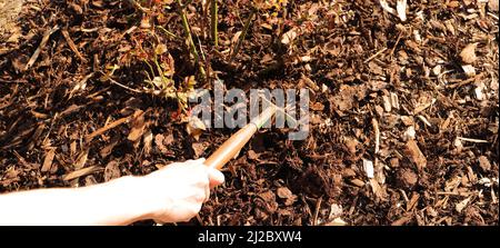 fresh mulch on a rose bed Stock Photo