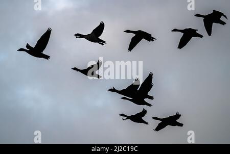 A flock of geese flying over the Wash in front of the beach at RSPB Snettisham in Norfolk on a cloudy summers evening. Stock Photo