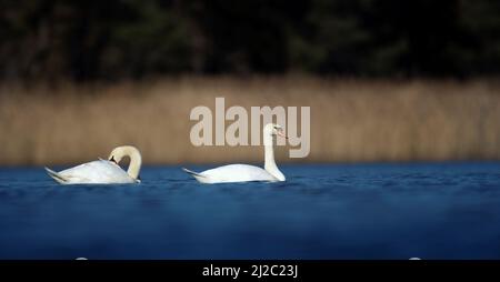 Two swans are floating on the water looking for food, the best photo. Stock Photo