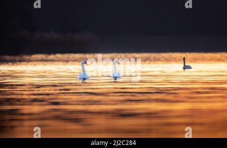 Two swans are floating on the water in the sunlight, the best photo. Stock Photo